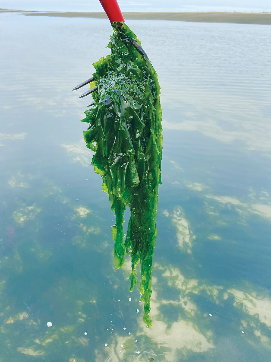 Seaweed02